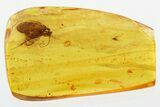 Detailed Fossil Caddisfly (Trichoptera) In Baltic Amber #346401-1